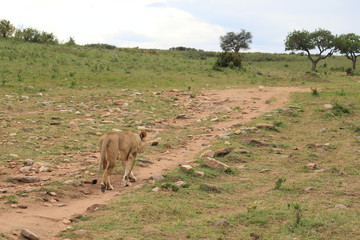 Back of walking lion in Kenya