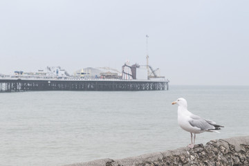 Winter Brighton - Pier, coast and seagulls