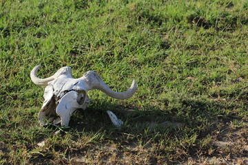 Obraz premium Skull of Buffalo in Kenya
