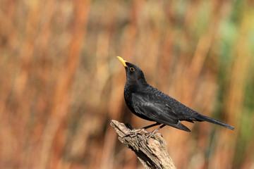 Amsel-Männchen