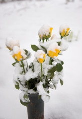 gelbe Rosen im Schnee