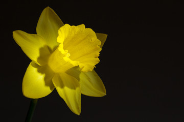 Close up image of yellow daffodil with directional lighting