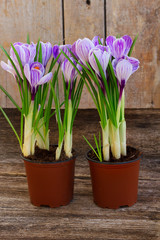 Violet crocus flowers growing in pots on aged wooden background