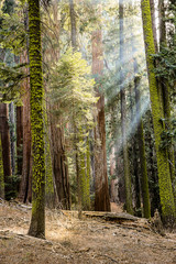 Giant Redwood Trees with Sunlight and rays