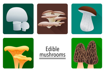 Edible mushrooms. Icons