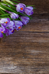 Purple fresh crocus flowers on aged wooden background