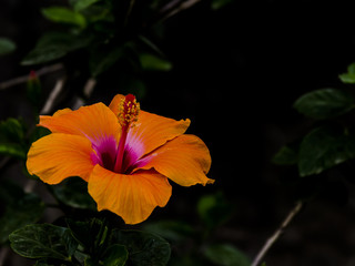 flower in the dark, view of an red flower on a branch