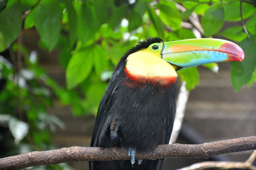Costa Rican Toucan