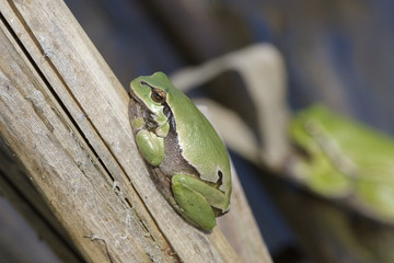 Europaean tree frog Hyla arborea emerging from water in spring