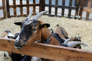 The portrait of goat