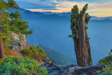 Ancient Sequoia Stump with Moss with Fog Filled Valley