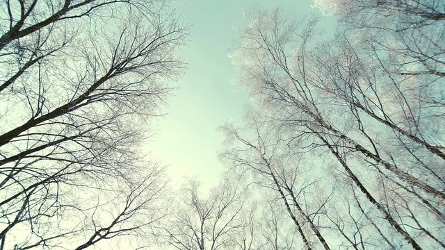 Tops of the trees in winter forest. Rotation of the sky.