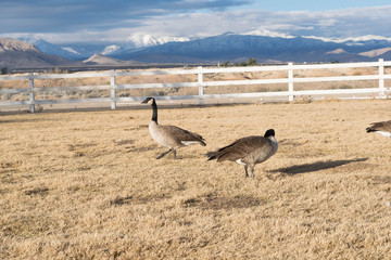 Canadian Geese