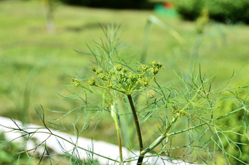  Fresh green dill