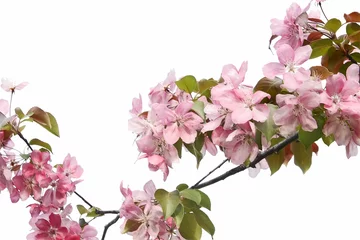 Crédence de cuisine en verre imprimé Fleur de cerisier Beautiful pink cherry blossom flowers