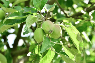 Green crabapple tree