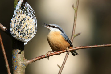 Kleiber am Meisenkn&ouml;del