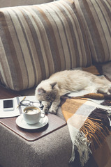 Cup of hot coffee with marmalade book points the blanket on the couch and cat the window. Vanilla toning