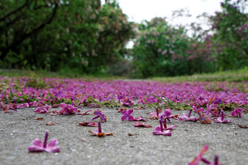 Lilacs in the botanical garden, Ukraine, Kiev