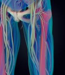 Femur bone. Human anatomy. 3D illustration