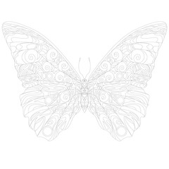 Hand drawn butterfly zentangle style