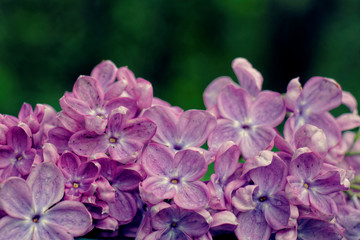 lilac bloom in spring Kiev, Ukraine