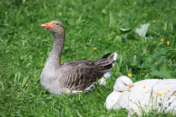 Graue und weiße Gans liegen im Gras