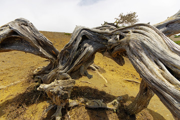 Native tree twisted by the force of wind, Sabinar El Hierro. Canary island, Spain