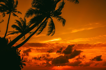 Naklejka na ściany i meble Silhouette of palm tree at beautiful tropical sunset