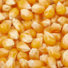 Surface coated with corn kernels
