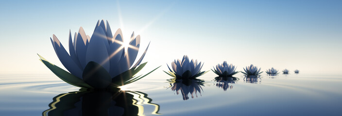 Lotusblüten im Sonnenuntergang 2 - obrazy, fototapety, plakaty
