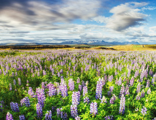 The picturesque landscapes of forests and mountains  Iceland