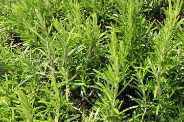 Rosemary bush spice in Tuscany, Italy, Europe.