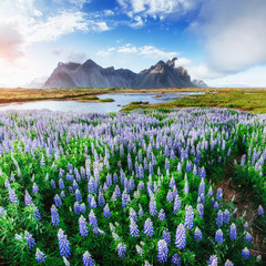 The picturesque landscapes of forests and mountains  Iceland. 