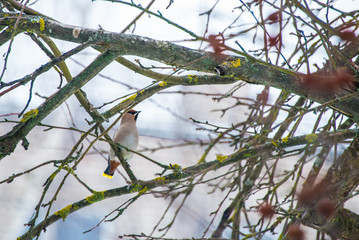 Waxwing sits on a tree branch ( Bombycilla garrulus )