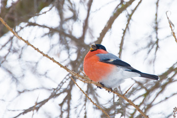 Bullfinch sits on a branch of a tree