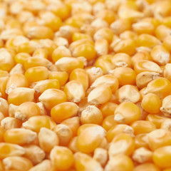 Surface coated with corn kernels
