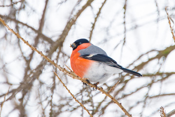 Naklejka premium Bullfinch sits on a branch of a tree