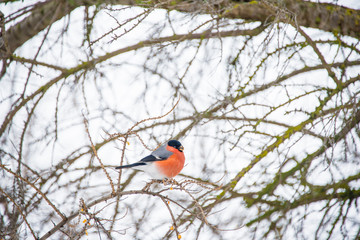 Bullfinch sits on a branch of a tree