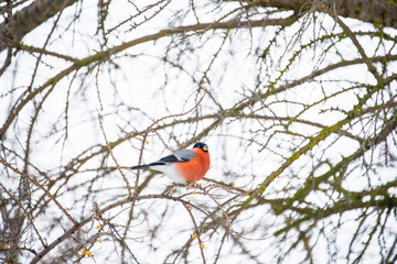 Bullfinch sits on a branch of a tree