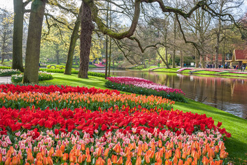 Keukenhof with Trees and Flowers