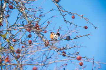 Bullfinch sits on a branch of a tree