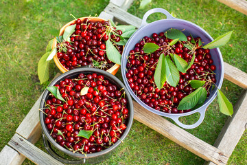 Sweet cherry harvest