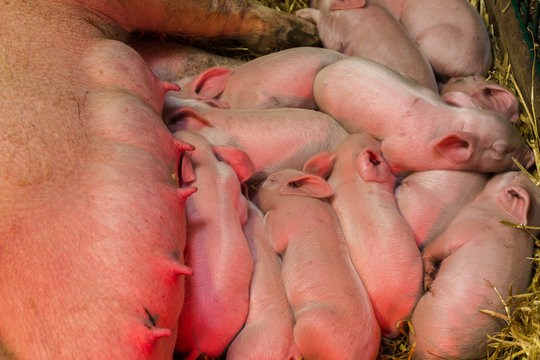 New born piglets