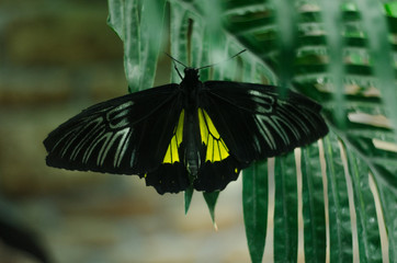 Big exotic butterflies 
