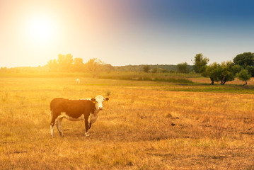 Cow on pasture