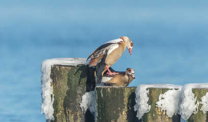 Nilgänse auf der ostsee