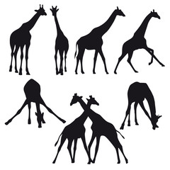 Naklejka premium Giraffes silhouette collection - vector illustration. 
