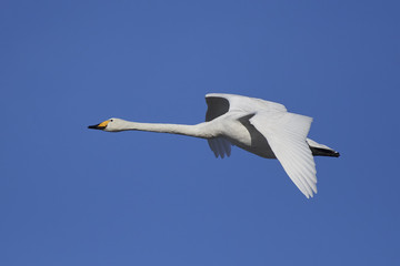 Whooper swan (Cygnus cygnus) © dennisjacobsen