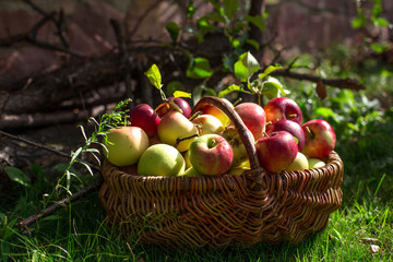 Fresh organic apples in the basket